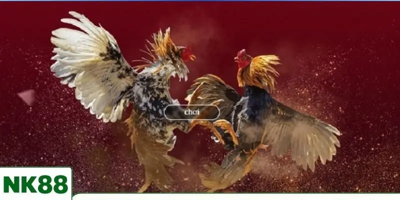 Biết kinh nghiệm soi kèo đá gà giúp đặt cược chuẩn xác