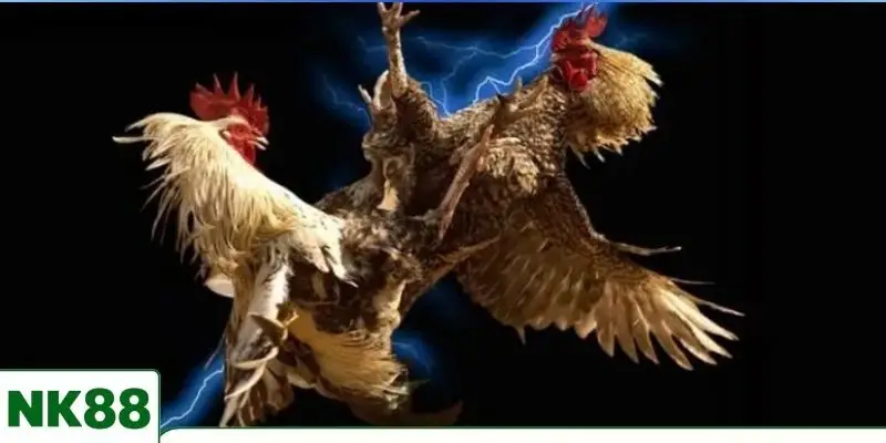 Các loại hình chọi kê hot nhất