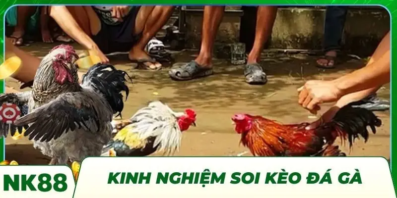 Bật Mí Kinh Nghiệm Soi Kèo Đá Gà Chuẩn Cao Thủ Tại NK88
