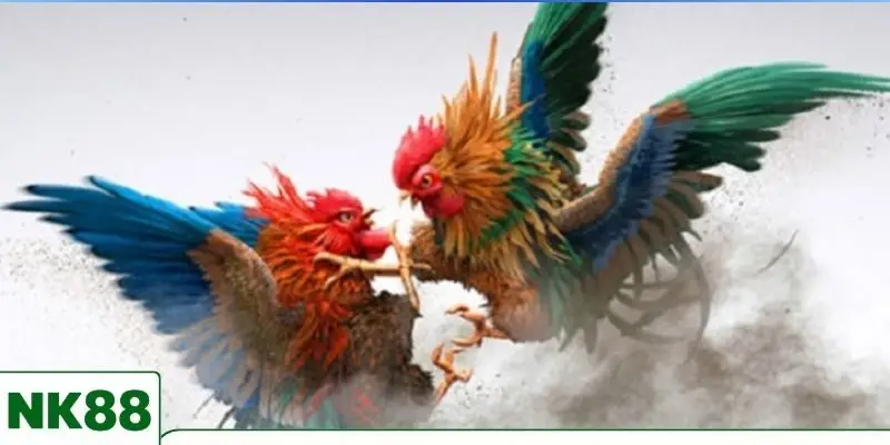 Một số kinh nghiệm soi kèo trong đá gà