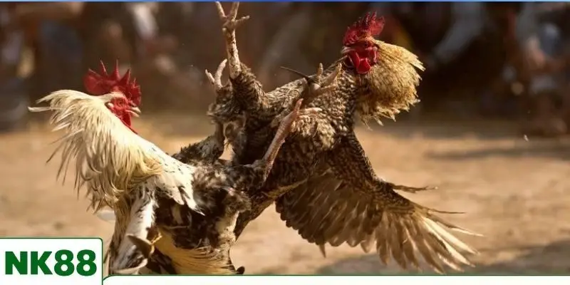 Những ưu điểm của chuyên mục