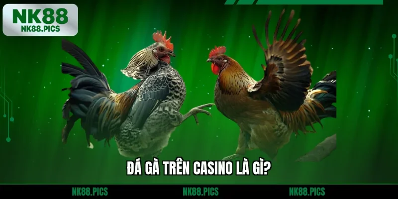 Đá gà trên casino là gì?