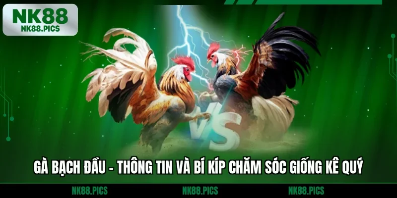 Gà Bạch Đầu - Thông Tin Và Bí Kíp Chăm Sóc Giống Kê Quý