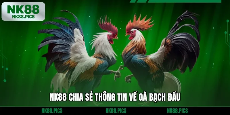 NK88 chia sẻ thông tin về gà bạch đầu